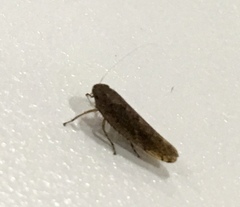 Portaninae