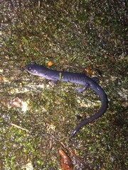 Plethodon metcalfi