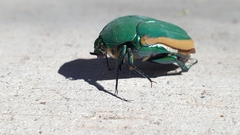 Cotinis mutabilis