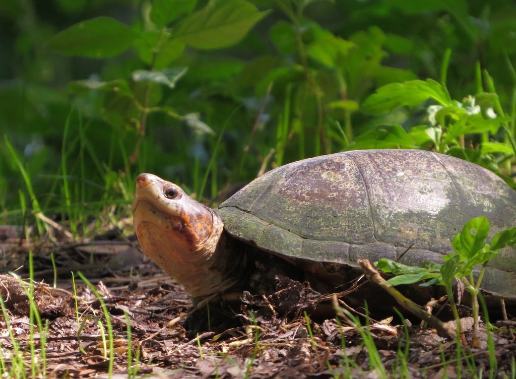 Red-cheeked Mud Turtle From 日本、〒184-0012 東京都小金井市中町 On September 28 