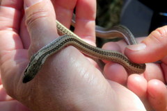 Philodryas psammophidea