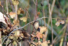 Troglodytes troglodytes
