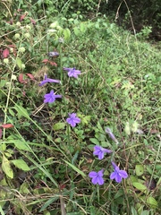 Lobelia reverchonii