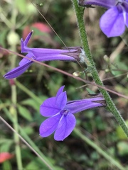 Lobelia reverchonii
