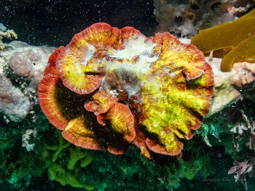 Sonderophycus capensis observed 2023-04-25