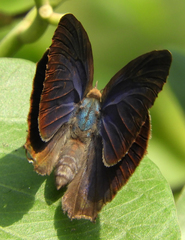 Arhopala centaurus centaurus