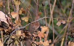 Troglodytes troglodytes