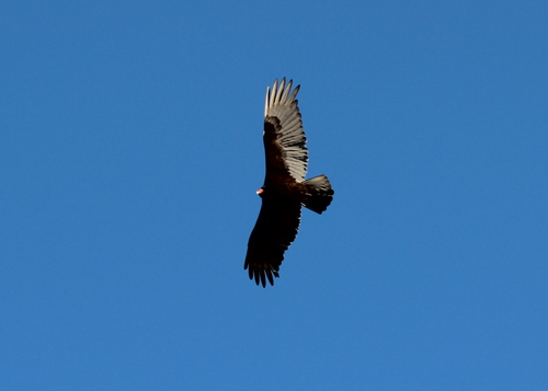 Turkey Vulture photographed in New Hampshire