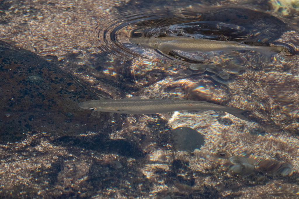 Sand Mullet from Norfolk Island on March 05, 2023 at 03:20 PM by Euan ...