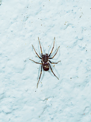 Zodariidae