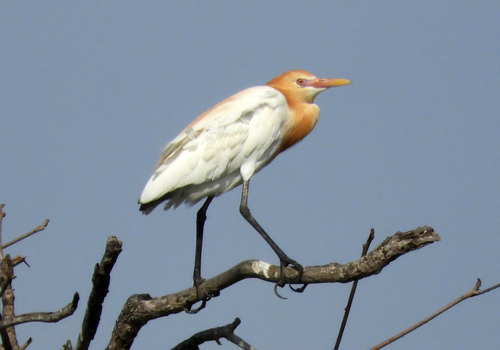 Eastern Cattle-Egret, photo 7 of 9