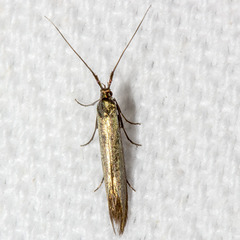 Coleophora deauratella