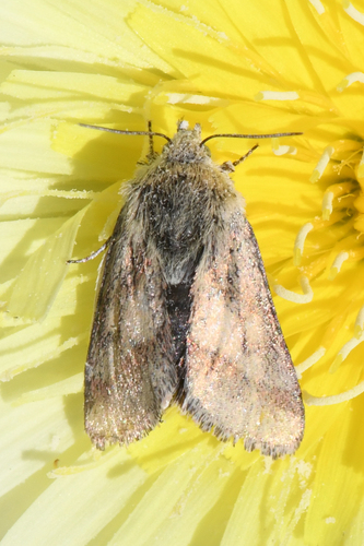 Red-lined Moth photo 3