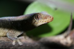 Geckolepis maculata