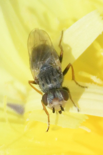 Tetropismenus hirtus