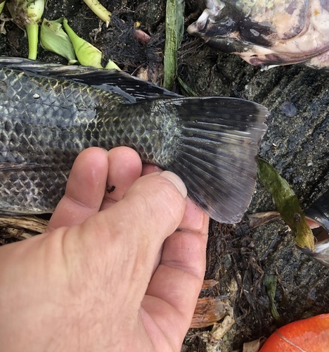 Oreochromis mossambicus
