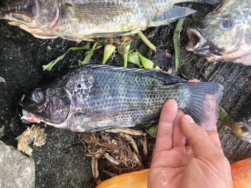 Oreochromis mossambicus