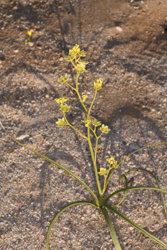 Desert deathcamas (Toxicoscordion brevibracteatum)