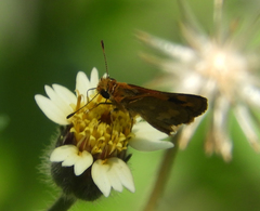 Taractrocera archias