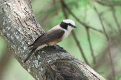 Northern White-Crowned Shrike photo 4