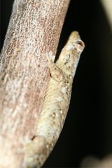 Geckolepis maculata