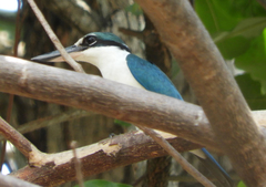 Todiramphus chloris palmeri