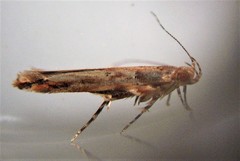 Pyroderces aellotricha