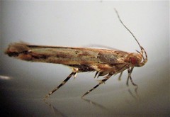 Pyroderces aellotricha