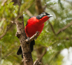 Laniarius erythrogaster