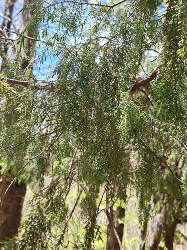 Image of Juniperus cedrus by (c) Vítor Jorge, some rights reserved (CC BY)