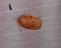 Choristoneura obsoletana