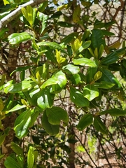 Heberdenia excelsa image