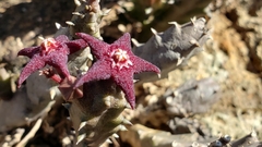 Ceropegia ubomboensis image