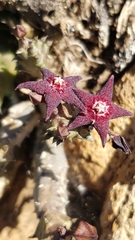 Ceropegia ubomboensis image