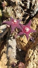 Ceropegia ubomboensis image