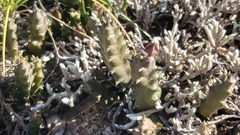 Ceropegia ubomboensis image