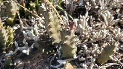 Ceropegia ubomboensis image