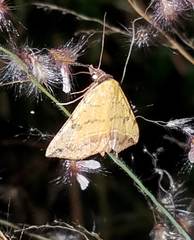 Hemeroplanis scopulepes