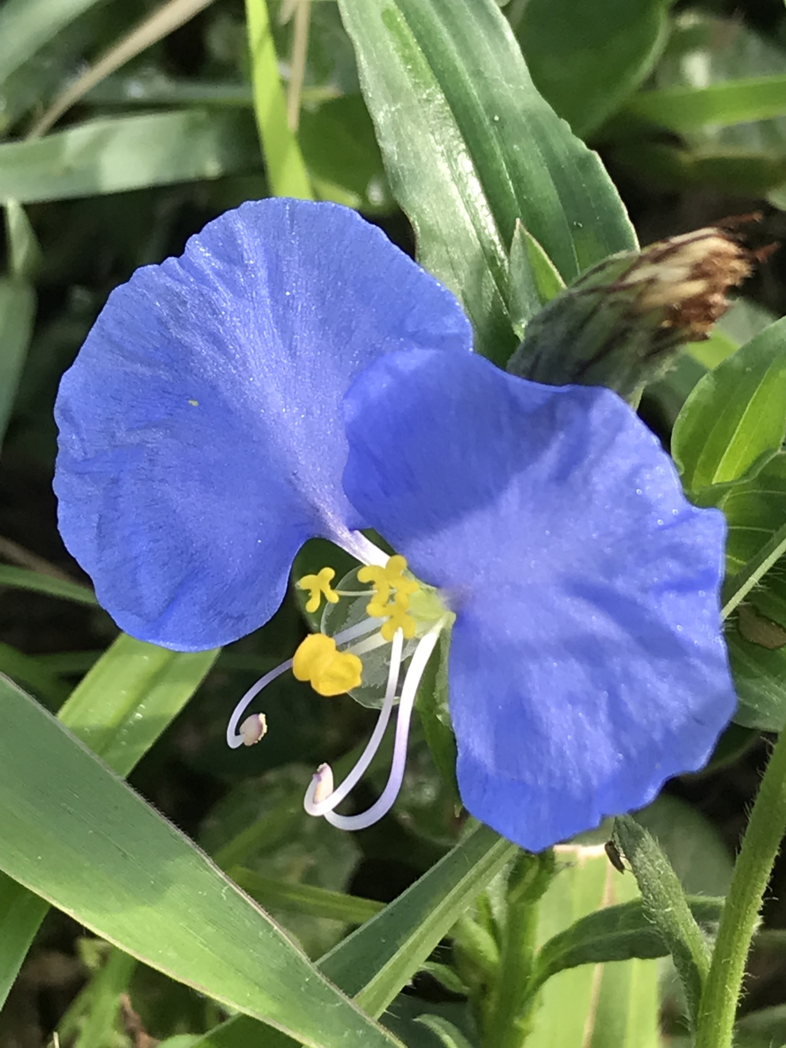 Commelina erecta