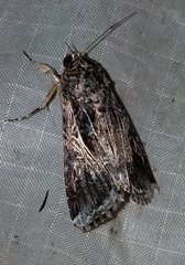Spodoptera pulchella