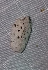 Flatoidinus punctatus