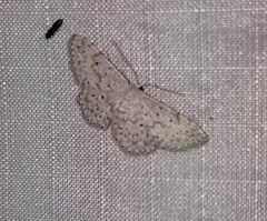 Idaea ostentaria