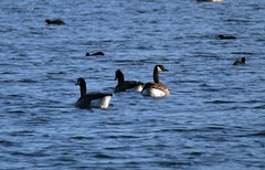 Branta canadensis