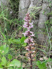 Orobanche crenata