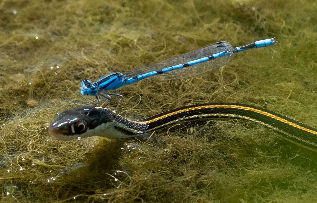Familiar bluet (Enallagma civile)