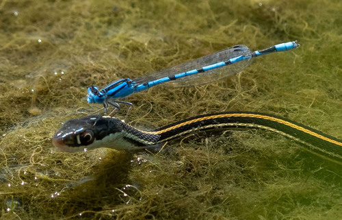 Photo of Familiar Bluet (Enallagma civile)