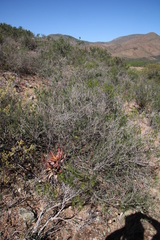 Aspalathus spinosa flavispina