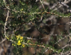 Aspalathus spinosa flavispina