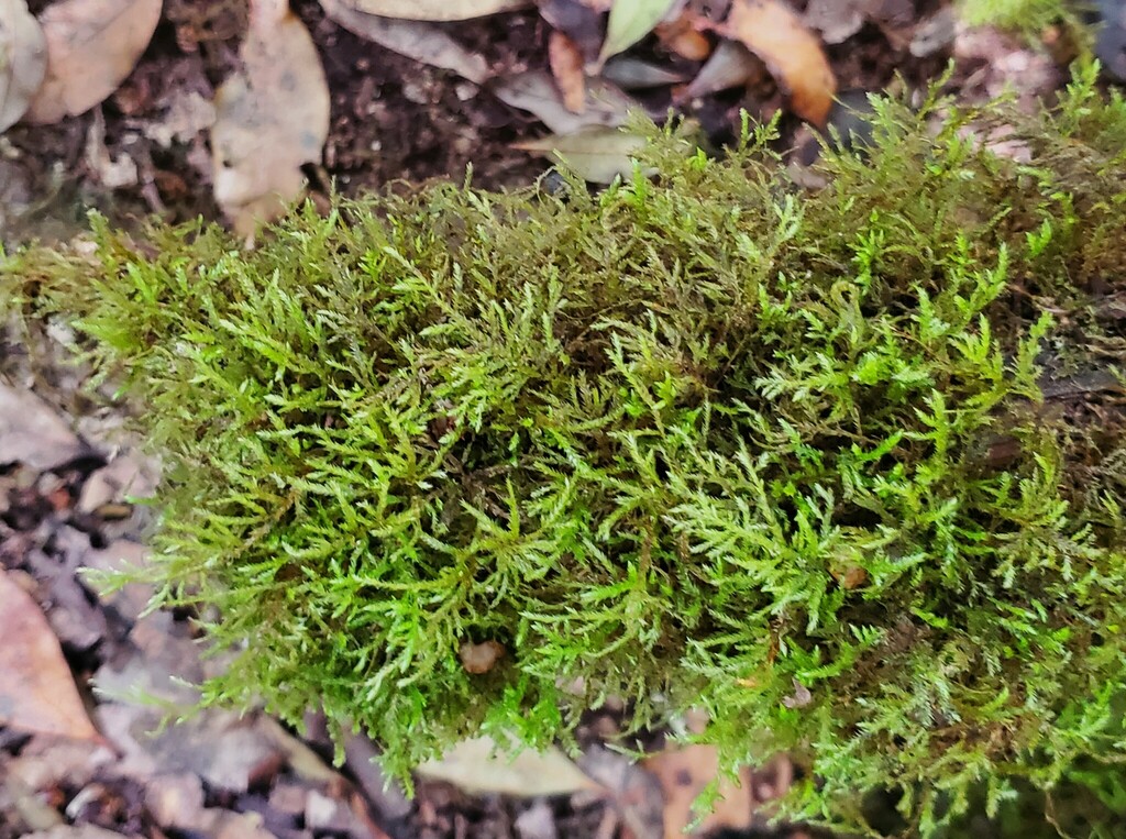 feather mosses in April 2023 by c michael hogan · iNaturalist
