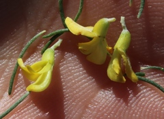 Aspalathus spinosa flavispina